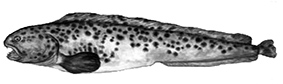 Anarhichas minor_claves.jpg